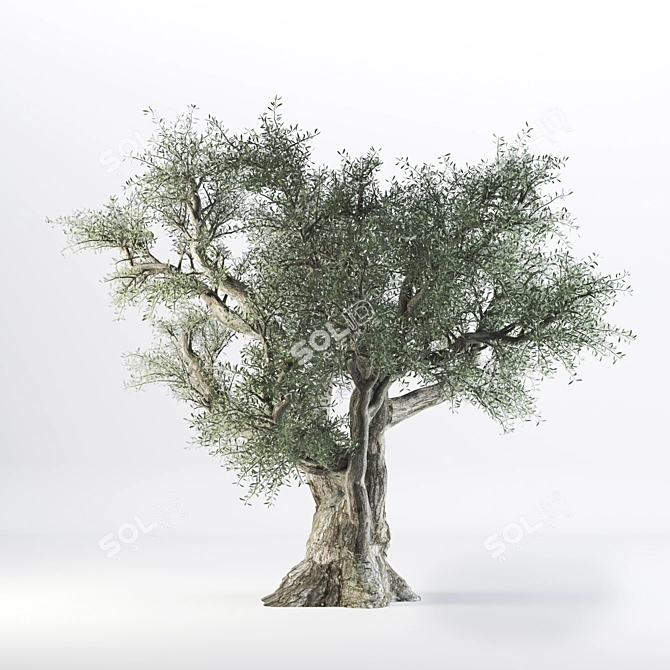 VRay Olive Tree 3D Model 3D model image 1