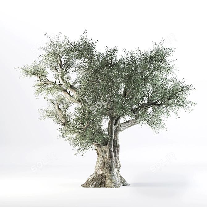 VRay Olive Tree 3D Model 3D model image 4