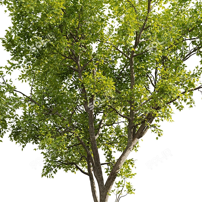 Ash Tree 01 3D Models 3D model image 4