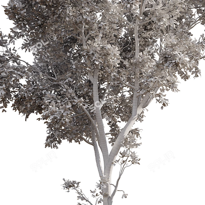 Ash Tree 01 3D Models 3D model image 6