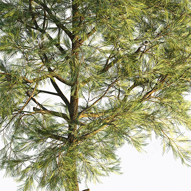 Corona Pine Tree Model 3D model image 4