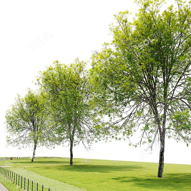 Oregon Ash 3D Tree Model 3D model image 2