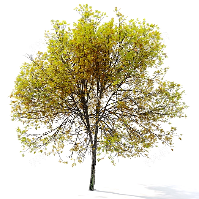 Oregon Ash 3D Tree Model 3D model image 3