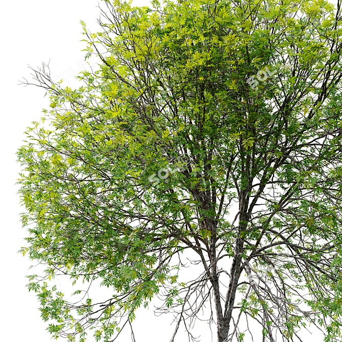 Oregon Ash 3D Tree Model 3D model image 5