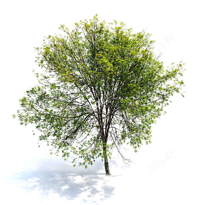 Oregon Ash 3D Tree Model 3D model image 6