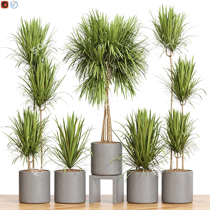 Exotic Dracaena Marginata Set 3D model image 1