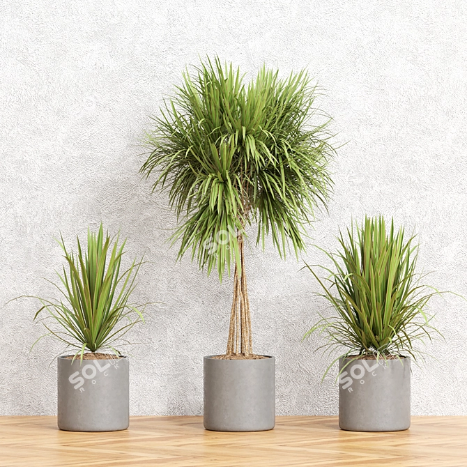 Exotic Dracaena Marginata Set 3D model image 2