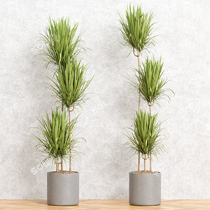 Exotic Dracaena Marginata Set 3D model image 3