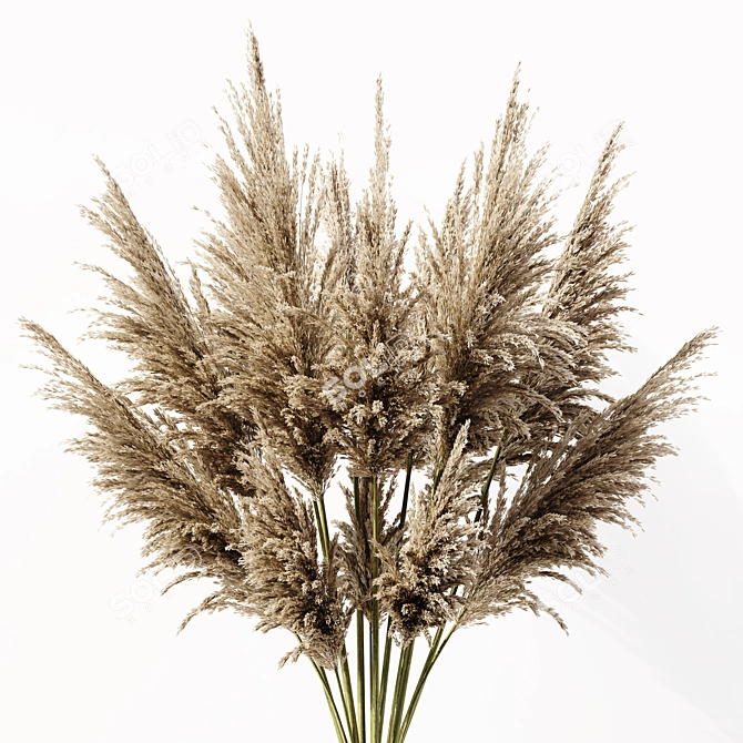 Elegant Pampas Plant 3D Model 3D model image 3