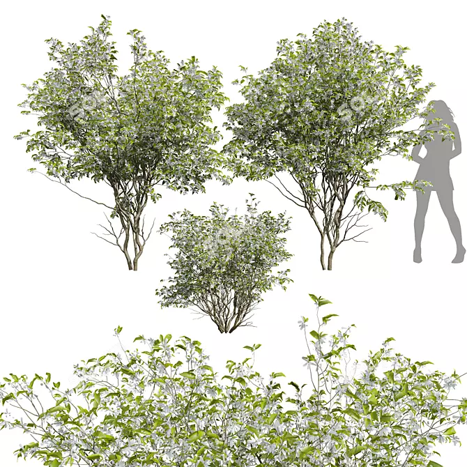 Amelanchier lamarckii 3D Tree Models 3D model image 1