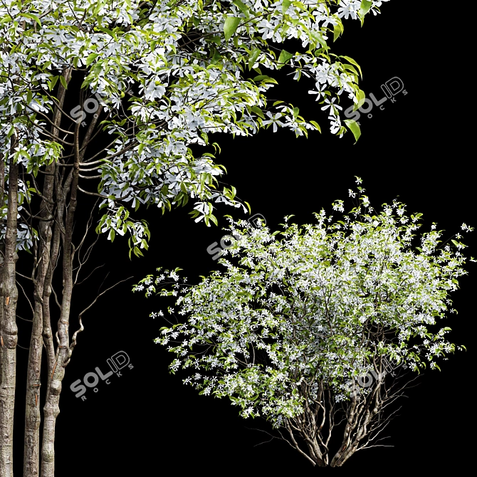 Amelanchier lamarckii 3D Tree Models 3D model image 3