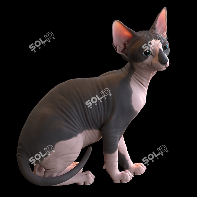 Sphynx Model Kitten: 287mm Height 3D model image 2