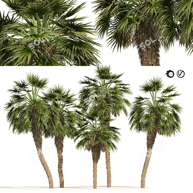 Chinese Fan Palm 3D Model 3D model image 1