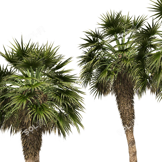 Chinese Fan Palm 3D Model 3D model image 3