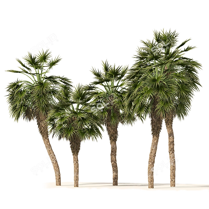 Chinese Fan Palm 3D Model 3D model image 5