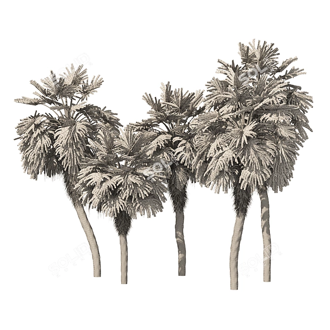 Chinese Fan Palm 3D Model 3D model image 6