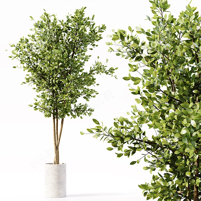 Premium Indoor Plant Collection Model 3D model image 3