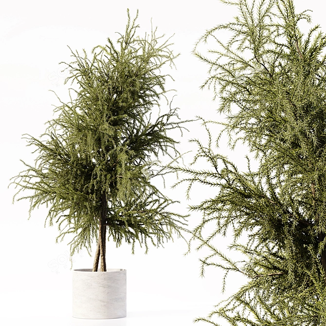 Premium Indoor Plant Collection Model 3D model image 4