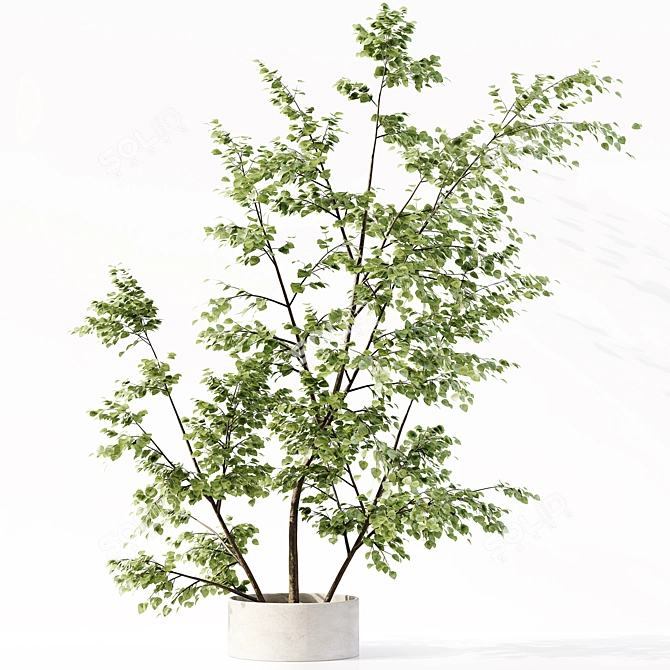 Premium Indoor Plant Collection Model 3D model image 5