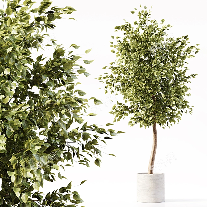 Premium Indoor Plant Collection Model 3D model image 6