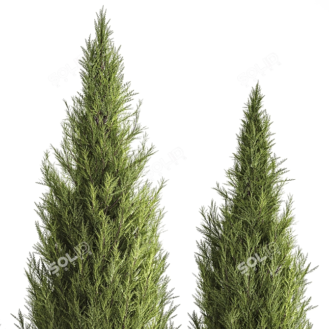 Cypress and Thuja Garden Set 3D model image 5