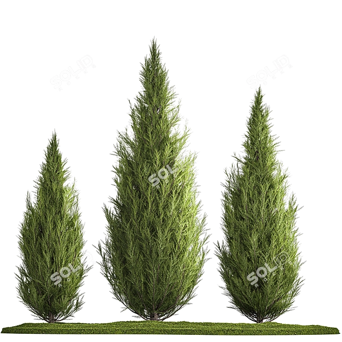 Cypress and Thuja Garden Set 3D model image 7