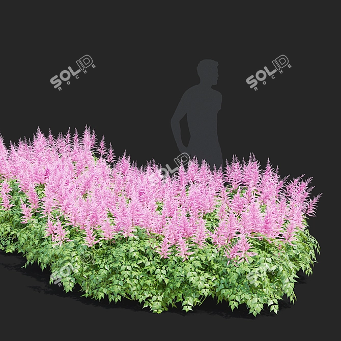 Japanese Pink Astilbe Collection 3D model image 2