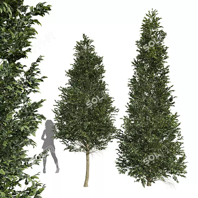 Carpinus Betulus Tree Models Set 3D model image 1