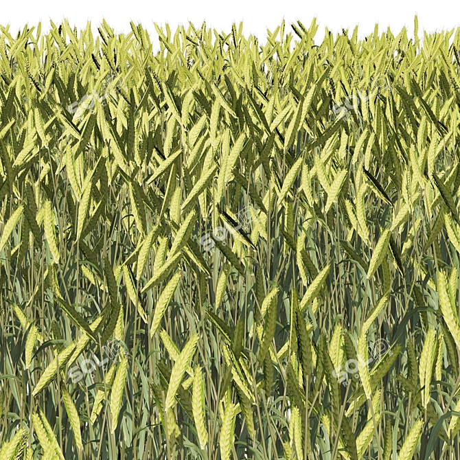 Lush Wheat Field 3D Model 3D model image 3