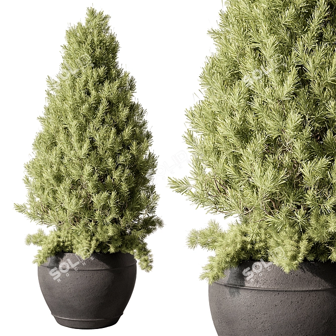 Pine Outdoor Plant, Hardy Evergreen 3D model image 1