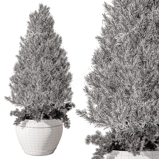 Pine Outdoor Plant, Hardy Evergreen 3D model image 3