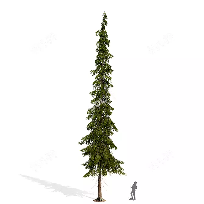 Tayozhnaya Spruce Tree Model 3D model image 1