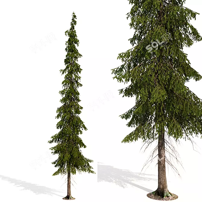 Tayozhnaya Spruce Tree Model 3D model image 2