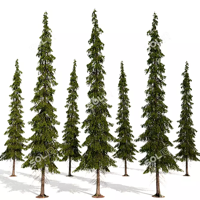 Tayozhnaya Spruce Tree Model 3D model image 3