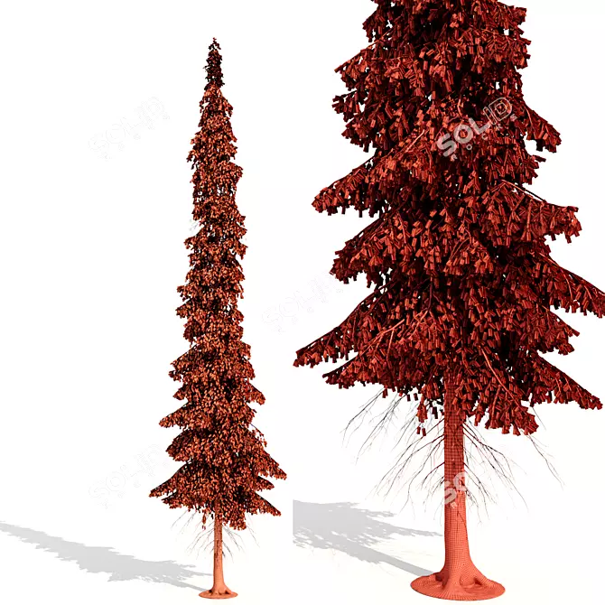 Tayozhnaya Spruce Tree Model 3D model image 4