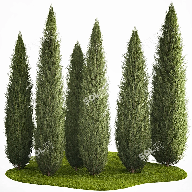 Coniferous Trees Set for Landscaping 3D model image 1