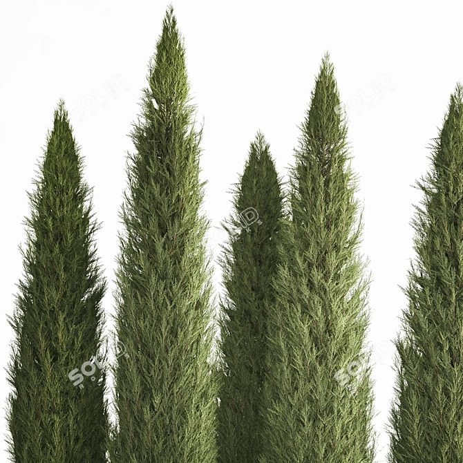 Coniferous Trees Set for Landscaping 3D model image 2