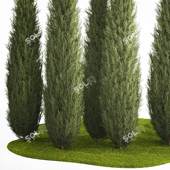 Coniferous Trees Set for Landscaping 3D model image 3