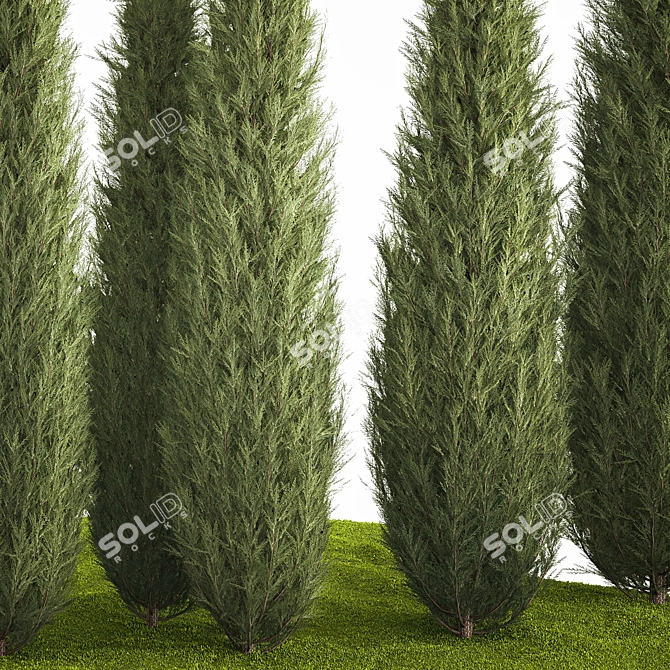 Coniferous Trees Set for Landscaping 3D model image 4