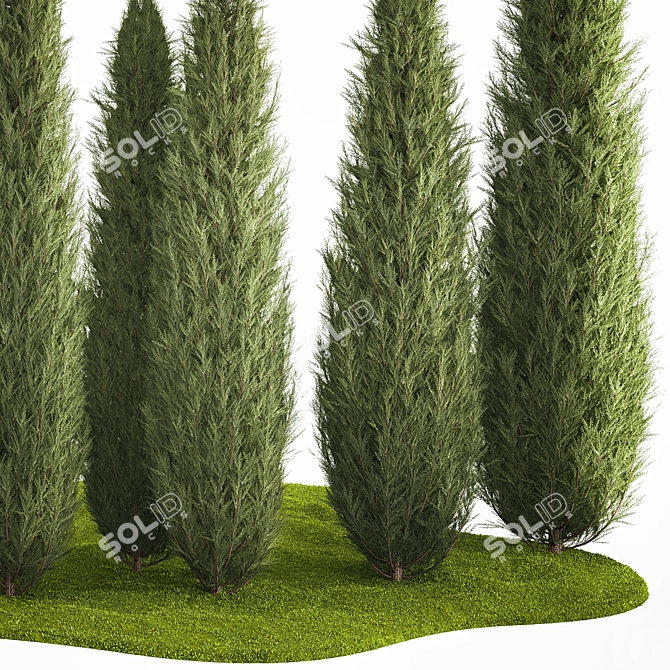 Coniferous Trees Set for Landscaping 3D model image 5