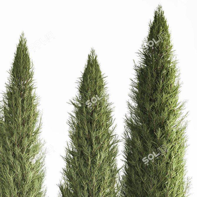 Coniferous Trees Set for Landscaping 3D model image 6