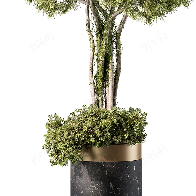 Evergreen Tree In Pot 3D model image 3