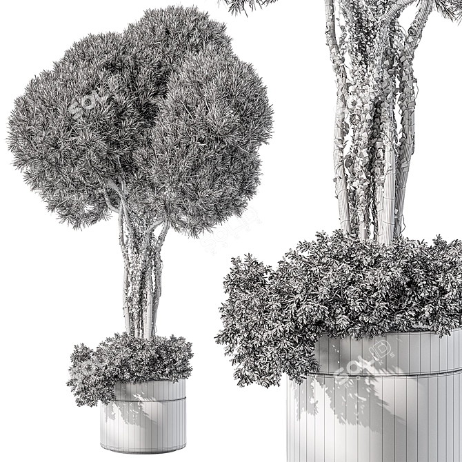 Evergreen Tree In Pot 3D model image 4