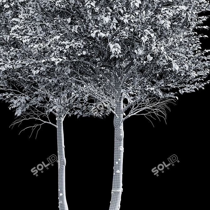 Luxury Tree 3D Model Set 3D model image 4