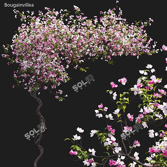  Bougainvillea 3D Plant Models Pack 3D model image 1