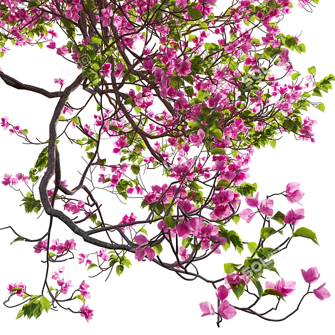  Bougainvillea 3D Plant Models Pack 3D model image 4