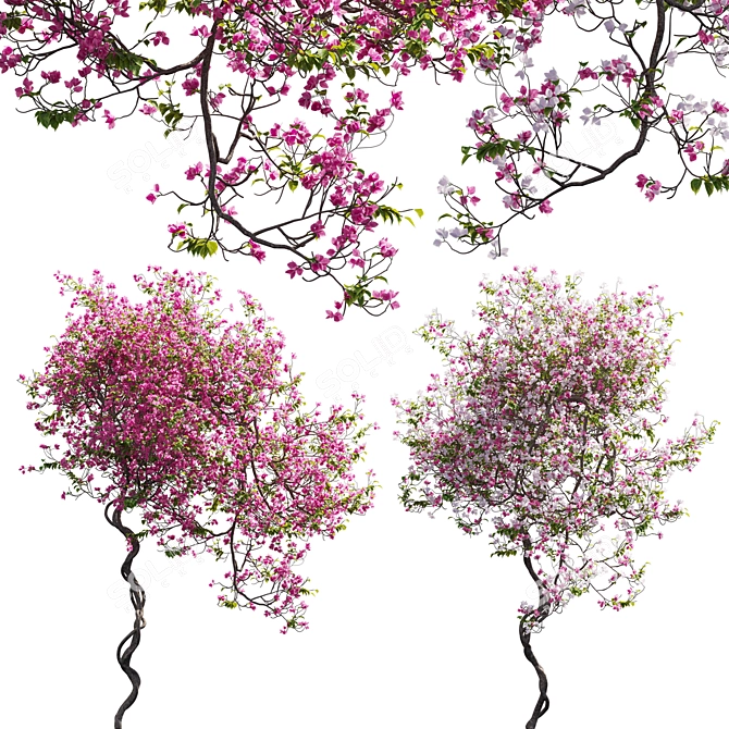 3D Bougainvillea Plant Models Pack 3D model image 1