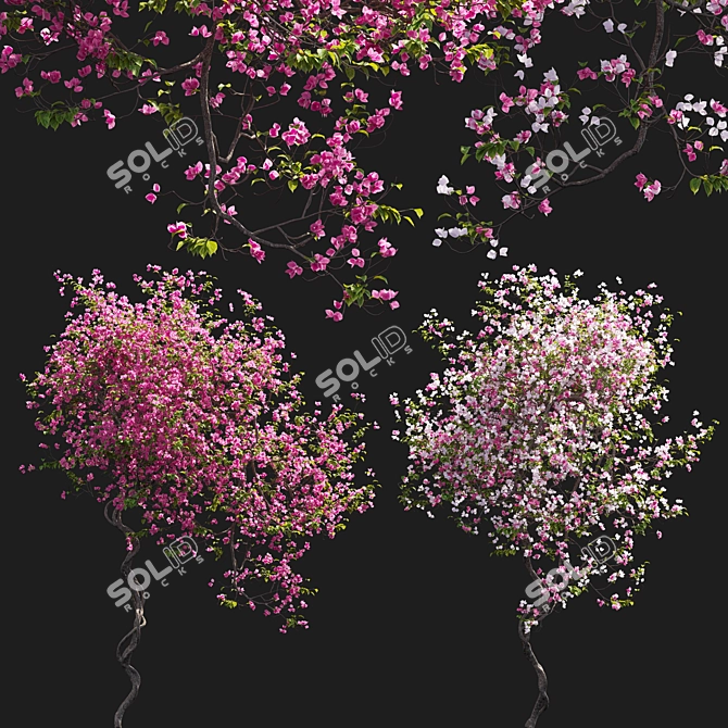 3D Bougainvillea Plant Models Pack 3D model image 2