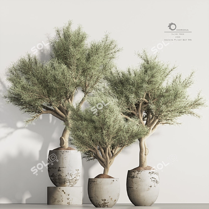 Olive Tree Indoor Plant Set 3D model image 1