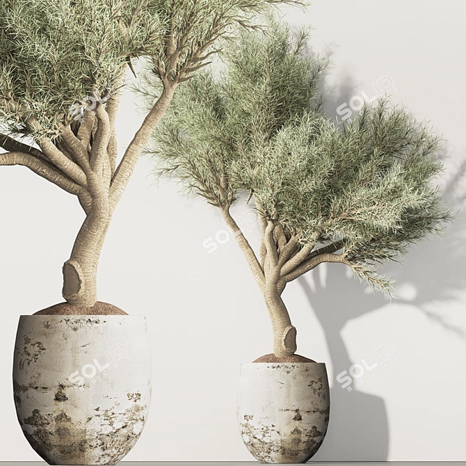Olive Tree Indoor Plant Set 3D model image 2
